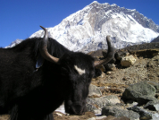 The two best lifetime experience treks in Nepal
