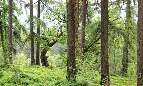 Lesy ČR upozorňují na zákaz vjezdu a zákaz ohně