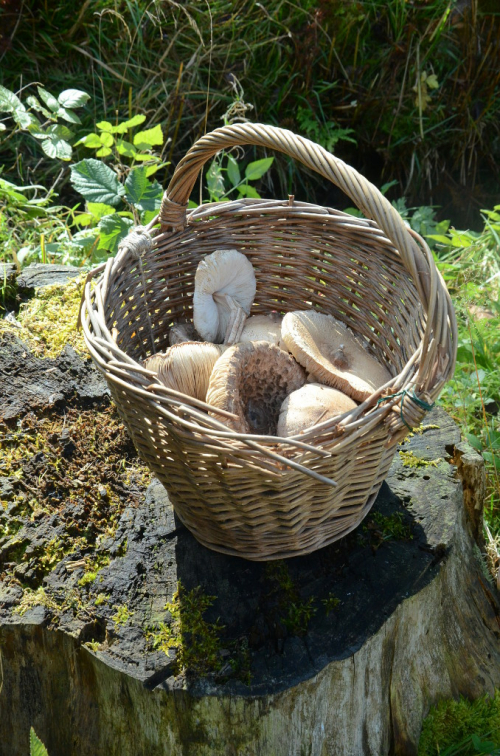 Bedly na konci houbařské sezony ve Vogézách.