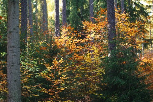 Podzimní les mezi Židlovskou horkou (409 m) a Orlí (381 m).