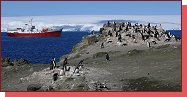Antarktida, kolonie tuk 