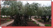 Jerusalem 2011. Tento olivovnk pr pamatuje Jee. 