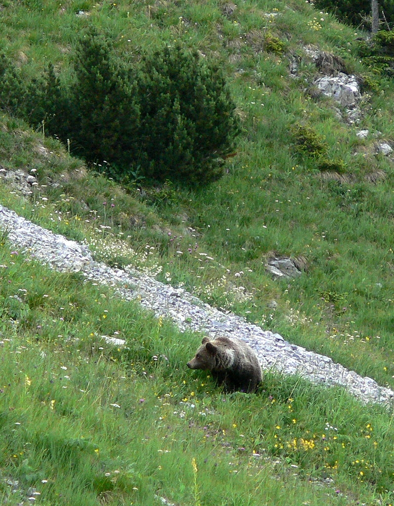 Medvdi v Tatrch