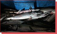 Norsk rybsk zkladna Angelamfi Grefsnesvagen 