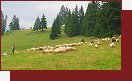 Ovce, rumunsk folklr i tvrd prce