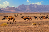 4 Days Tour From Marrakech To Merzouga Desert