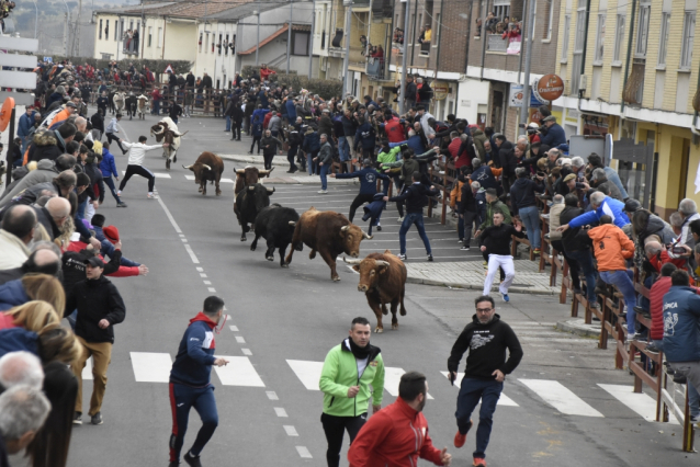 Ciudad Rodrigo celebrates a centenary festival with bull runs, capeas and bullfights