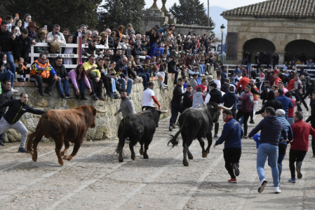 Ciudad Rodrigo celebrates a centenary festival with bull runs, capeas and bullfights