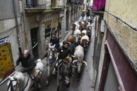 Ciudad Rodrigo celebrates a centenary festival with bull runs, capeas and bullfights