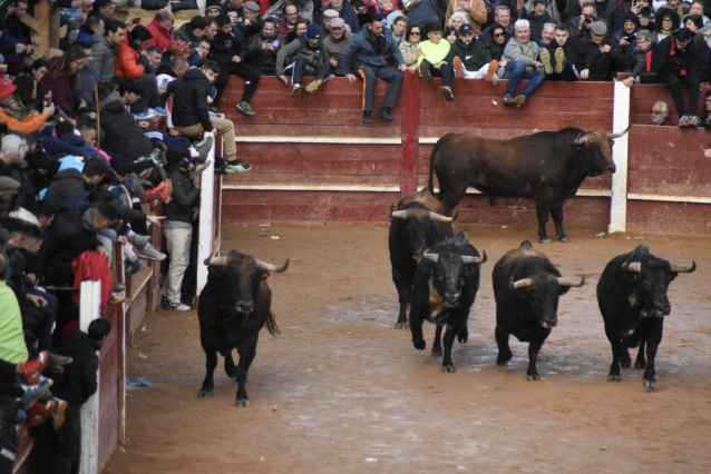 Ciudad Rodrigo celebrates a centenary festival with bull runs, capeas and bullfights