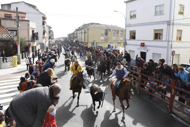 Ciudad Rodrigo celebrates a centenary festival with bull runs, capeas and bullfights