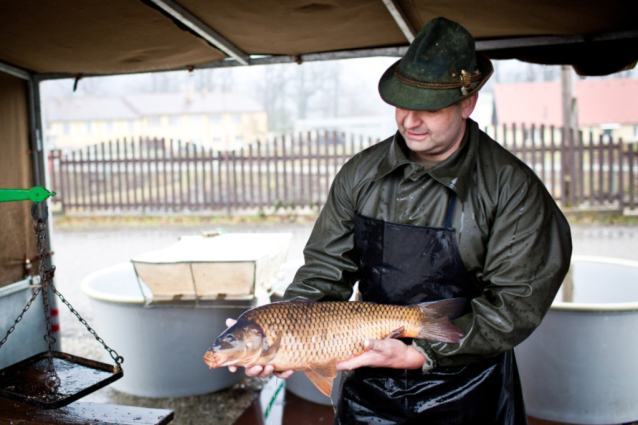 Výlovy rybníků 2012