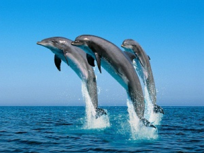 U Střeleckého ostrova budou skákat delfíni