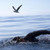 Strongman Ross Edgley swims into shore after 157 days and 2,000 miles at sea Strongman Ross Edgley swims into shore after 157 days and 2,000 miles at sea