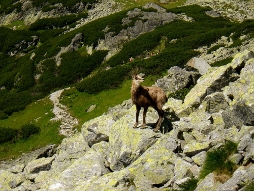 Vysoké Tatry. Kamzík v Červené dolince pod Žeruchovými věžemi. Vysoké Tatry. Kamzík v Červené dolince pod Žeruchovými věžemi.