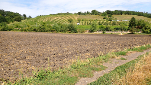 Jeviněves, vinice.