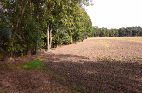Vinořské velké hradiště. Vyrovnaná plošina se změnila na pole. Hradby dnes vedou na hranici lesa. Vinoř.