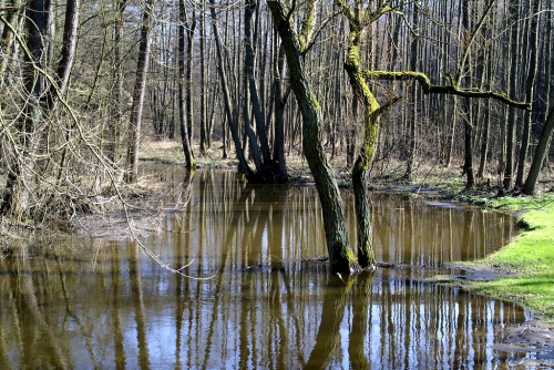 Robečský potok. Robečský potok.